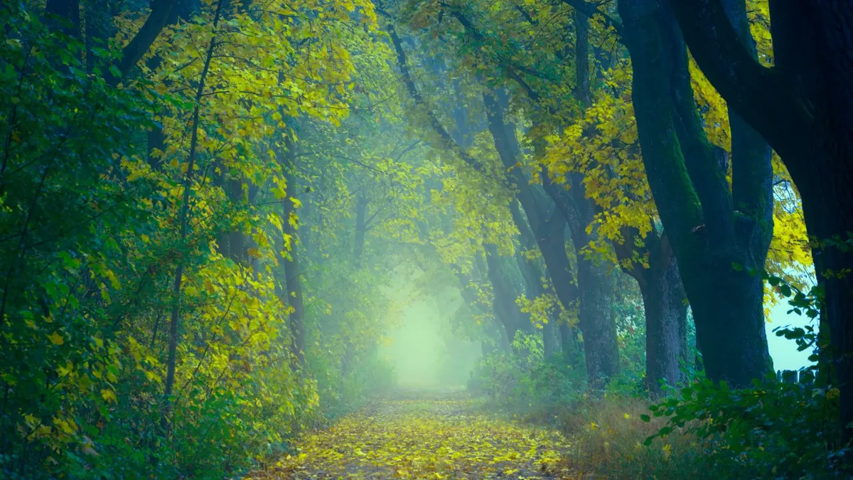 Waldweg mit gelbem Herbstlaub und grünem Licht zwischen hohen Bäumen