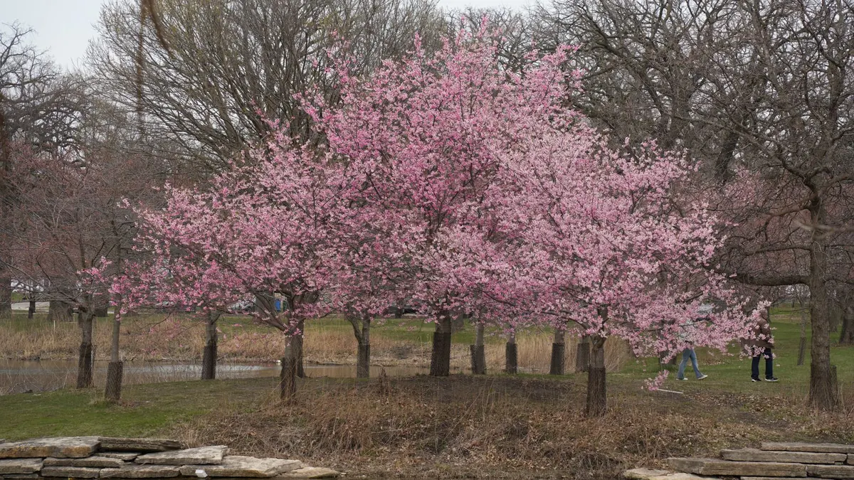 Rosa blühende Kirschbäume stehen im Frühling in einem ruhigen Park