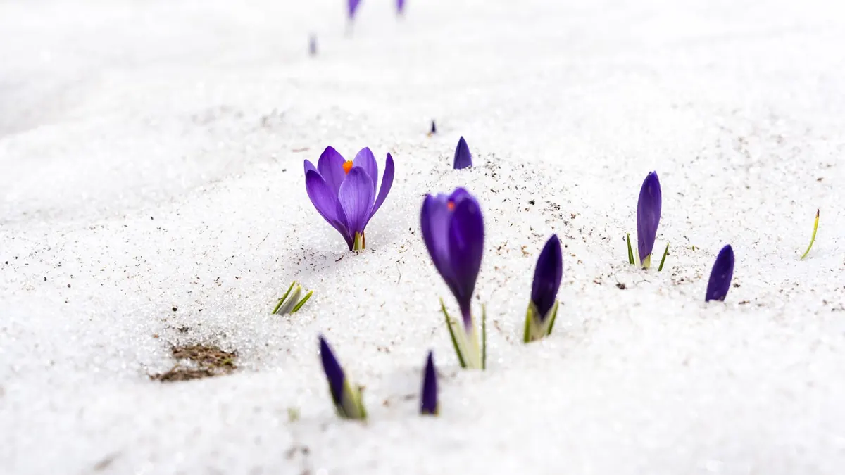 Violette Krokusse blühen aus dem schmelzenden Schnee heraus
