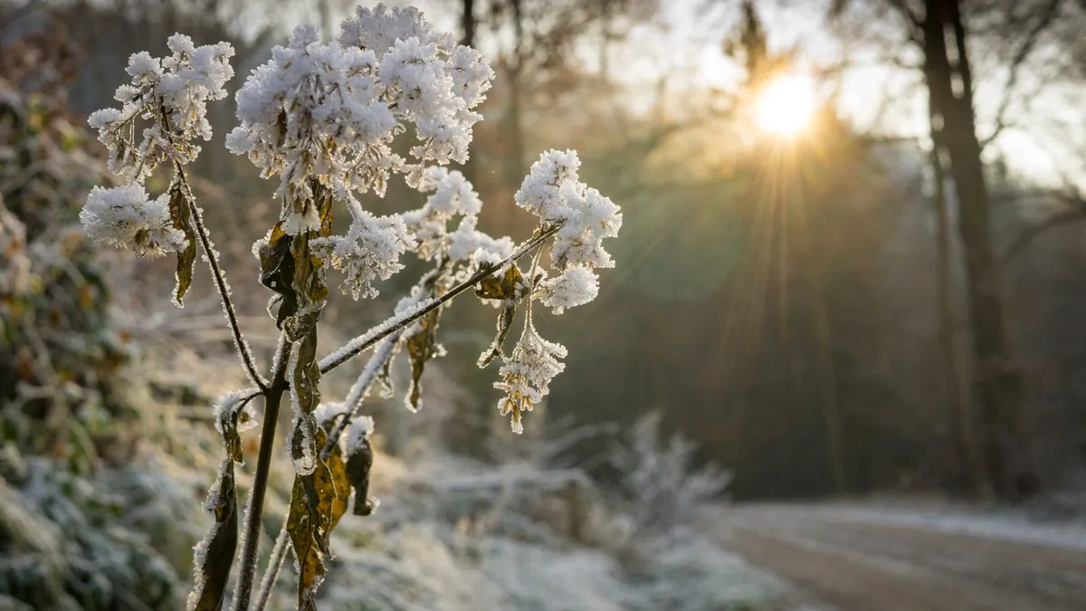 Frostüberzogene Pflanze im Sonnenlicht in einem winterlichen Wald