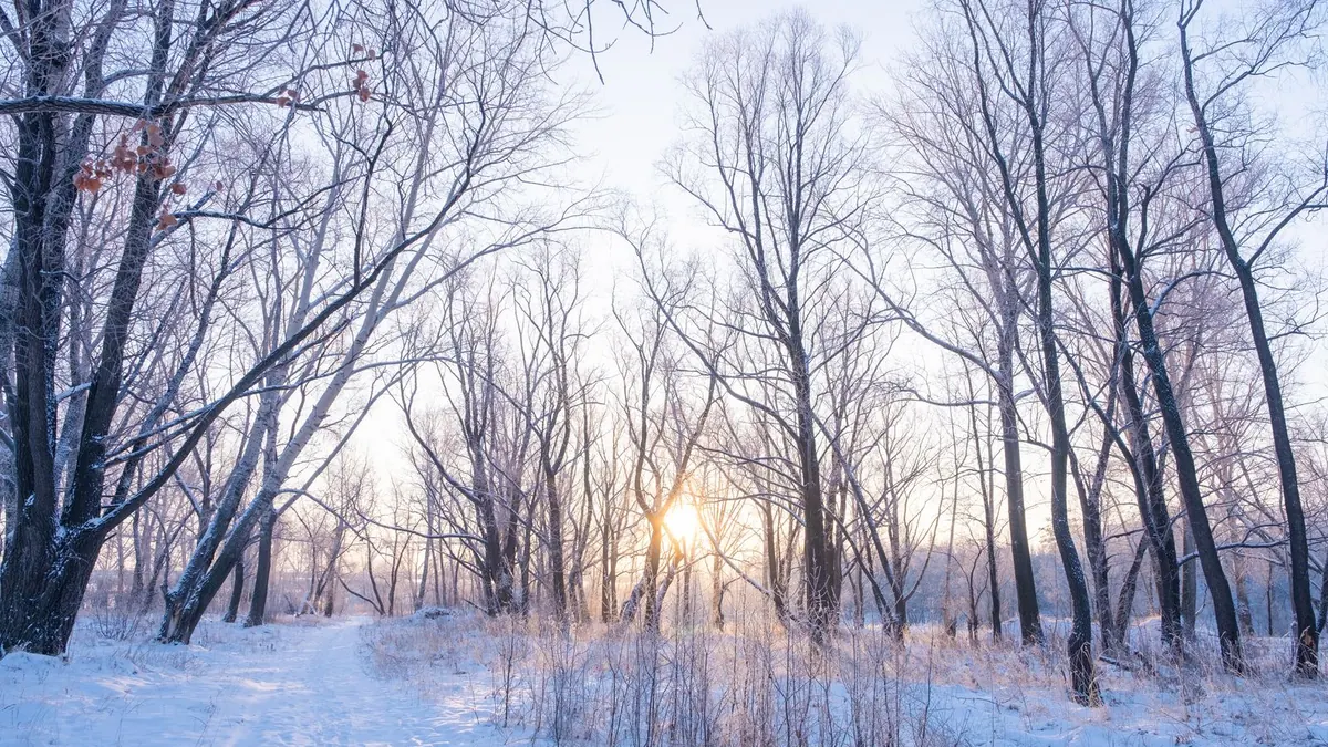 Verschneite kahle Bäume im Gegenlicht der tiefstehenden Wintersonne