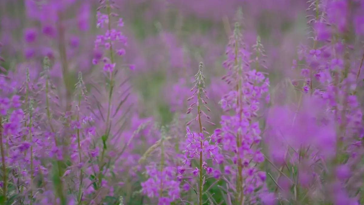 Violette Weidenröschen blühen im Sommer auf einer weiten Wiese