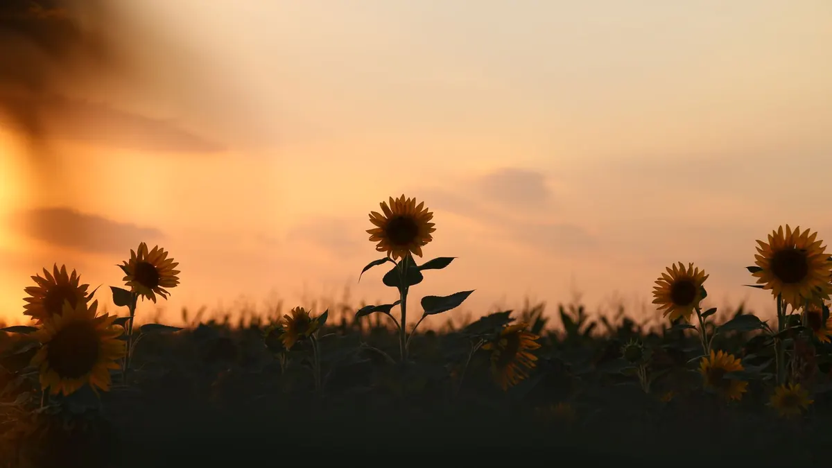 Sonnenblumen stehen im Sonnenuntergang vor einem orangefarbenen Abendhimmel